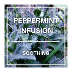 Peppermint Infusion